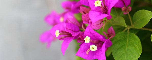 三角梅怎样才会开花多