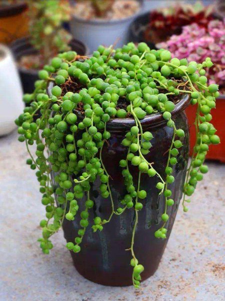 佛珠多肉怎么养才旺盛
