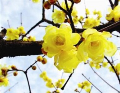 腊梅花什么时候开 关于腊梅花的观赏季节