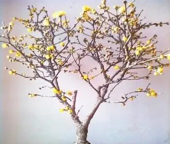 腊梅花什么时候开