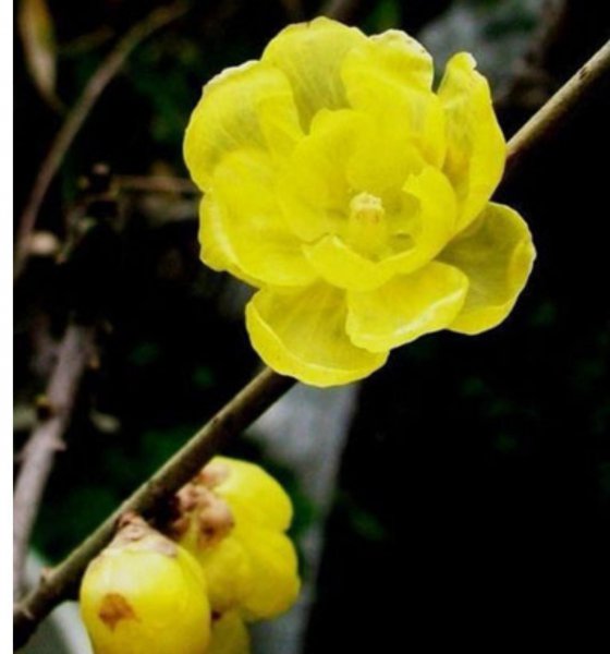 腊梅花什么时候开