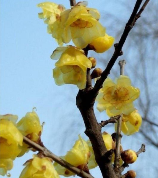 腊梅花什么时候开