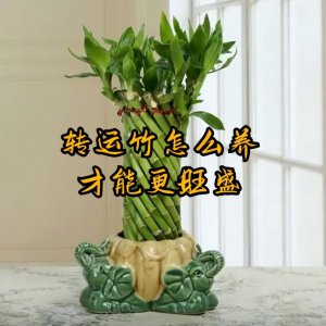 转运竹怎样养才好 教你正确养护转运竹