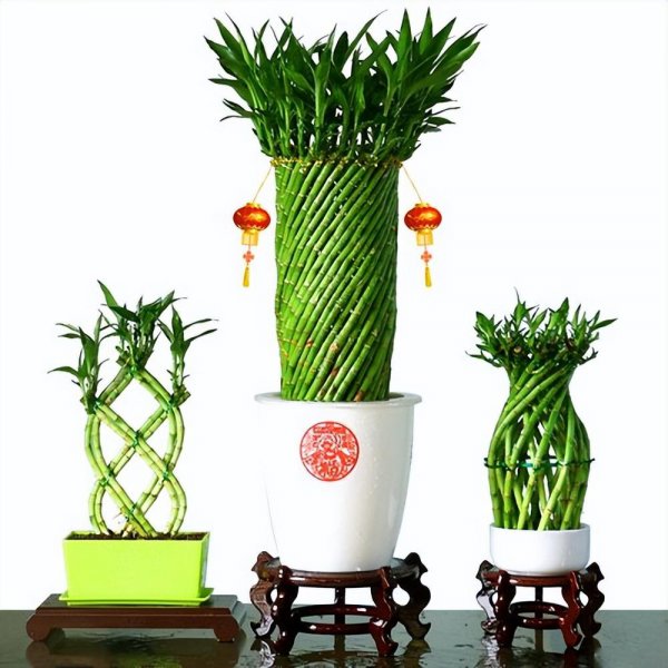 转运竹怎样养才好
