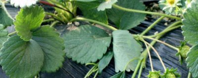 草莓种子怎么育苗 草莓育苗技术全过程