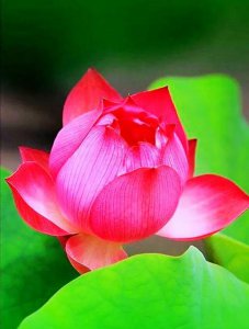 常见的莲花品种有哪些 莲花的种类和名称大全