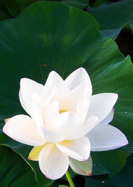 常见的莲花品种有哪些