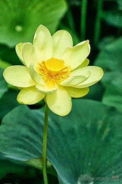 常见的莲花品种有哪些