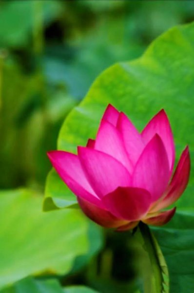 常见的莲花品种有哪些