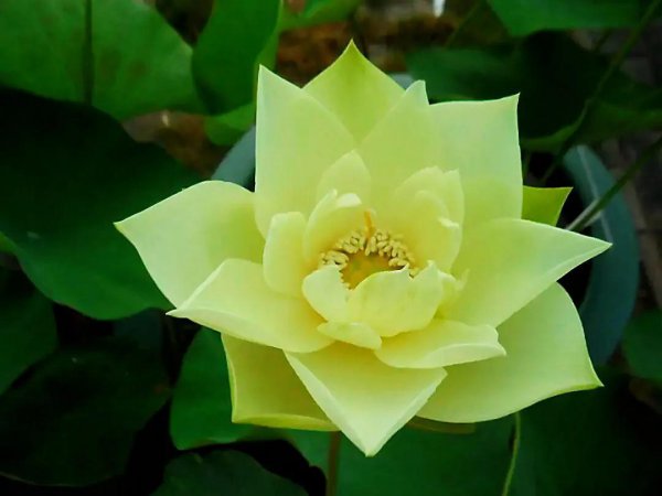 常见的莲花品种有哪些