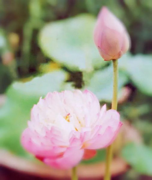 常见的莲花品种有哪些