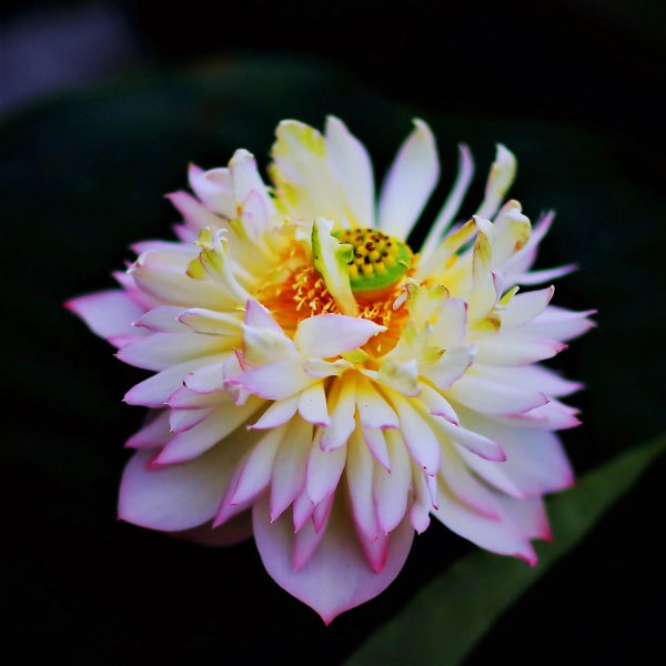 常见的莲花品种有哪些