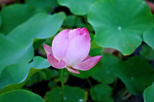 常见的莲花品种有哪些