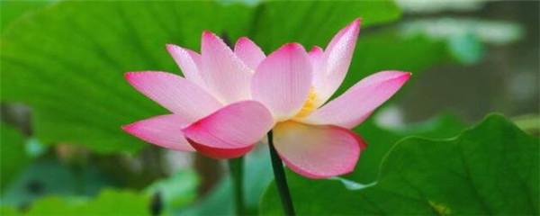 荷花如何栽种成活率高