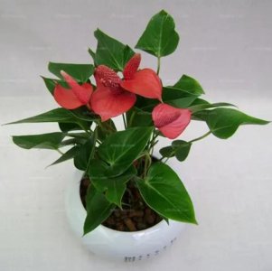 火鹤花花语是什么 火鹤花寓意及象征意义