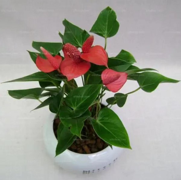 火鹤花花语是什么