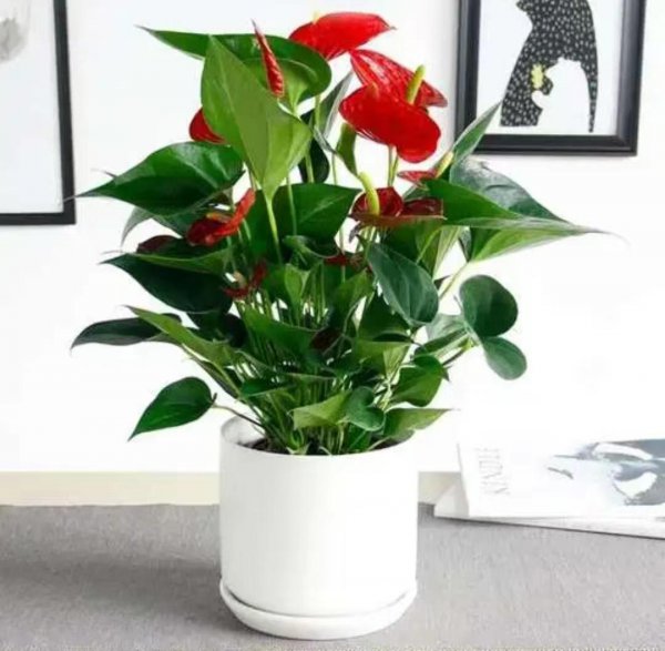 火鹤花花语是什么