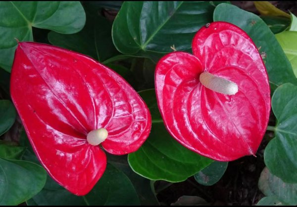 火鹤花花语是什么