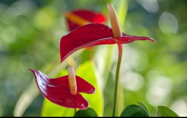 火鹤花花语是什么
