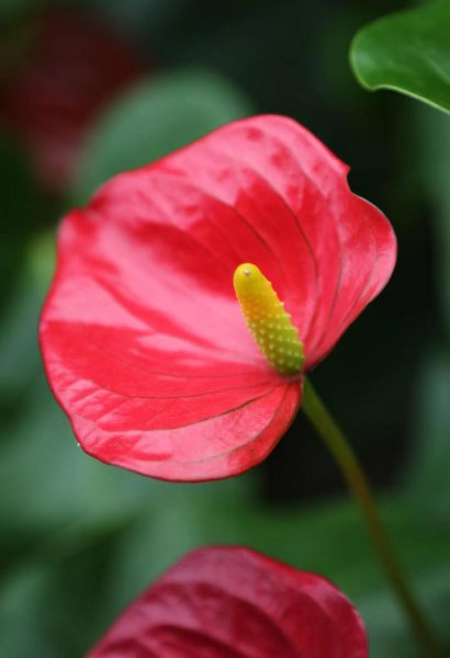 火鹤花花语是什么