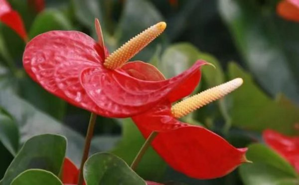火鹤花花语是什么
