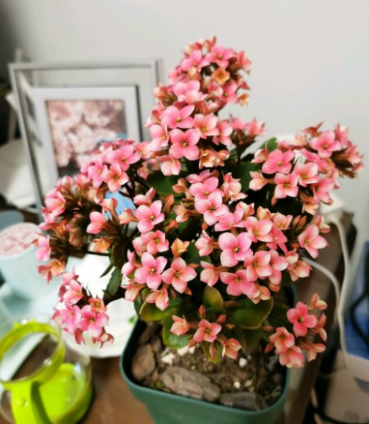 长寿花夏季如何养护