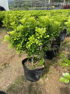 米兰怎么养才能开花 米兰花的生长过程
