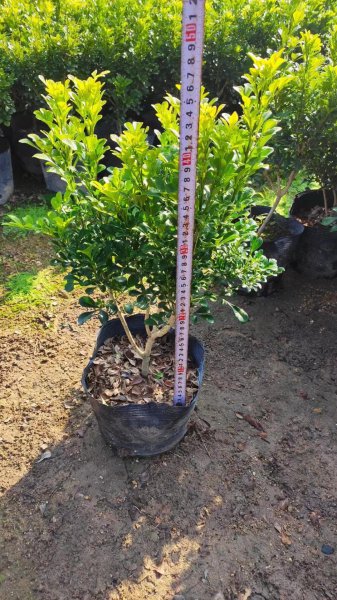 米兰怎么养才能开花
