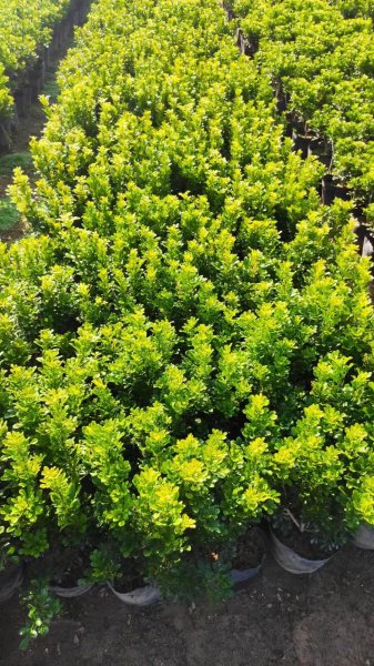 米兰怎么养才能开花
