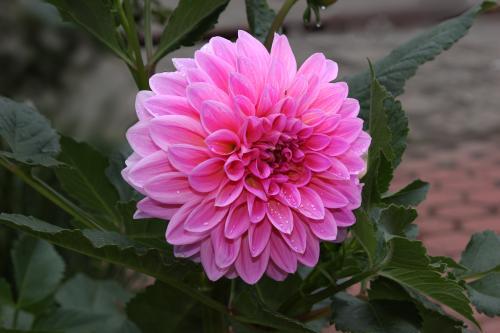 大丽花怎么养护和管理