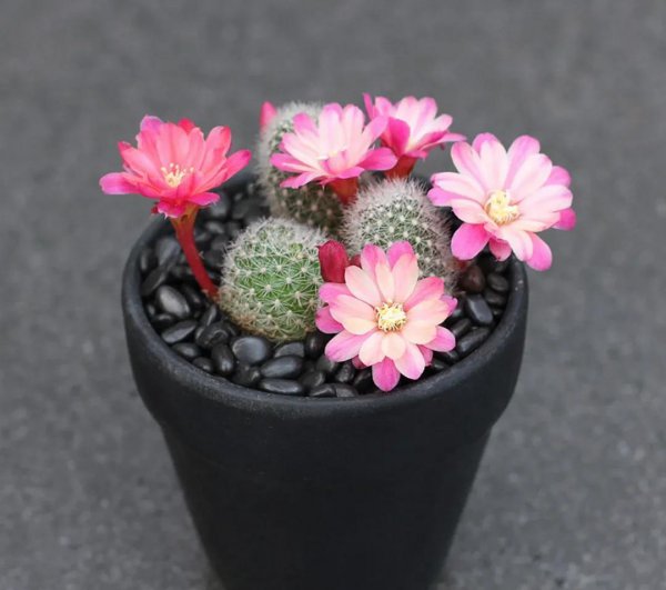 奔龙怎么养才开花