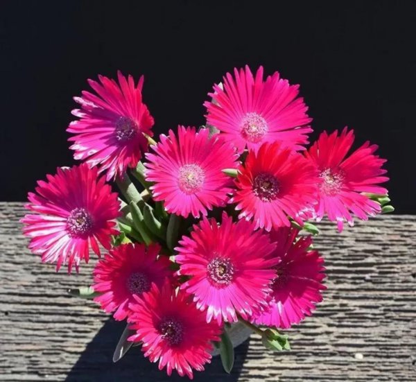 奔龙怎么养才开花