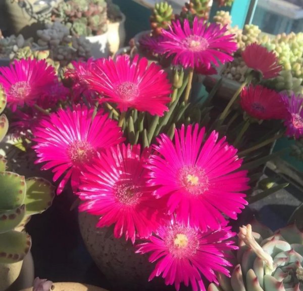 奔龙怎么养才开花