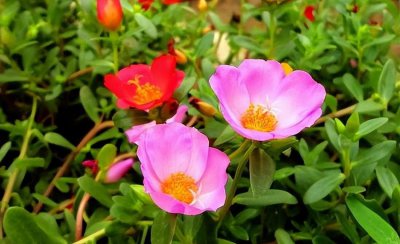 太阳花几月份开花 有关太阳花的开花时间