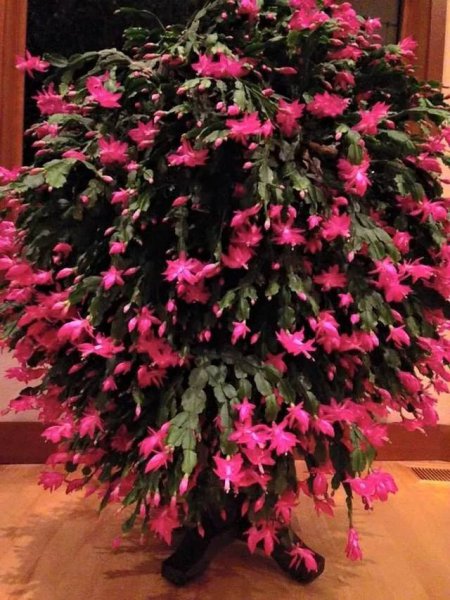 蟹爪兰一年开几次花