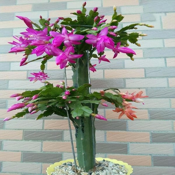 蟹爪兰一年开几次花