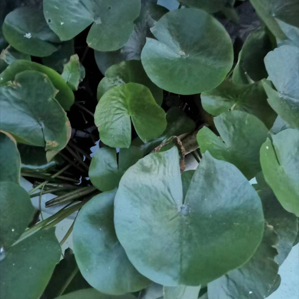 睡莲怎样养才会开花