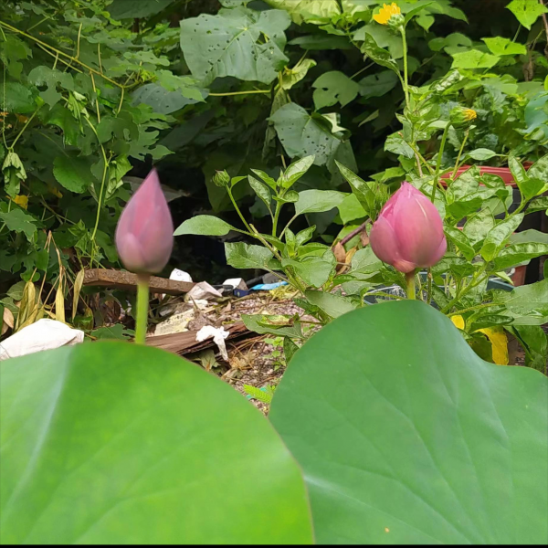 睡莲怎样养才会开花