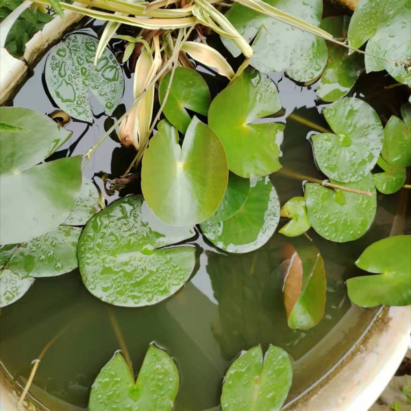 睡莲怎样养才会开花