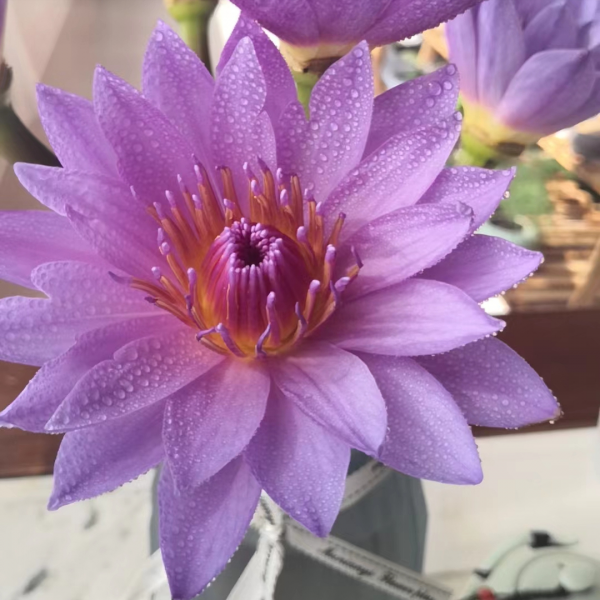 睡莲怎样养才会开花