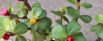 金枝玉叶植物怎么养护 金枝玉叶养护方法及技巧