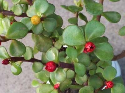 金枝玉叶植物怎么养护