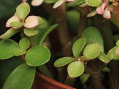 金枝玉叶植物怎么养护