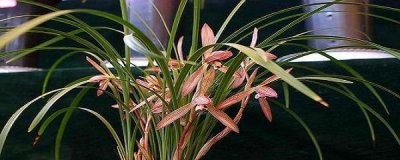 四季兰花怎么养才能开花 四季兰花的养护知识