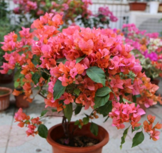 什么花四季开花又香又好养 分享五种四季开花的植物