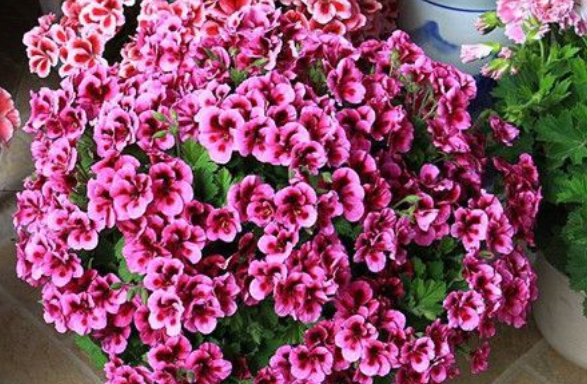 什么花四季开花又香又好养