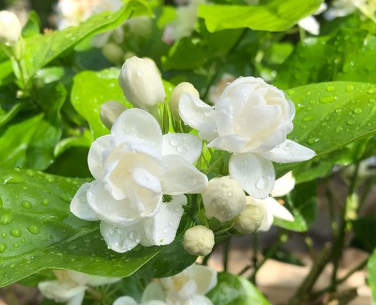 什么花四季开花又香又好养