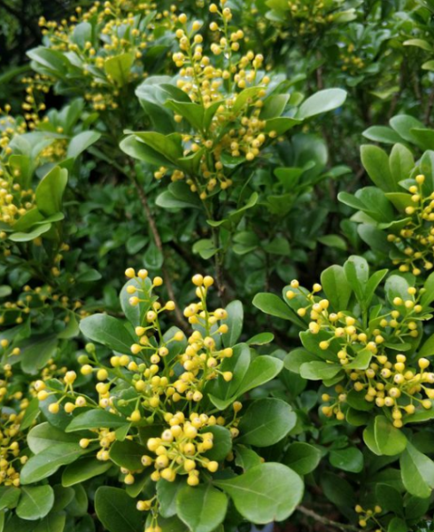 什么花四季开花又香又好养