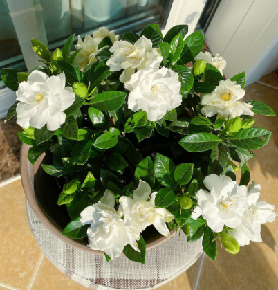 什么花四季开花又香又好养