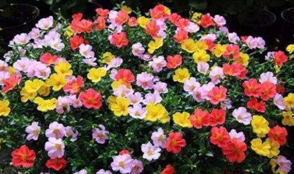 什么花四季开花又香又好养